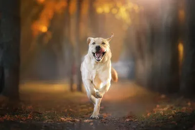 Фотографии собак в движении: зажигательные снимки активного образа жизни