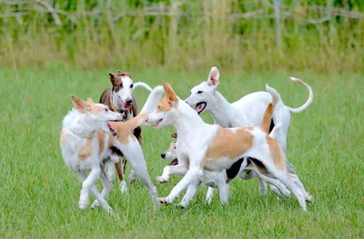 Изображения собак в движении: моменты погони и прыжков