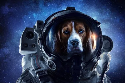Собаки в космосе фотографии