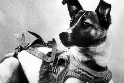 Собаки в космосе: уникальные фотографии для коллекционирования