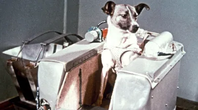 Фото собак в космосе: скачать бесплатно в формате png