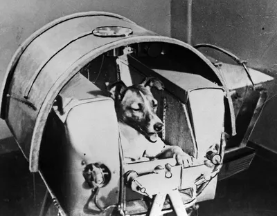 Собаки в космосе: яркие и динамичные картинки для обоев