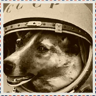 Фотографии собак в космосе: скачать в webp для оптимального качества