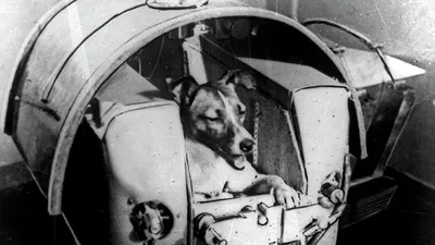 Собаки в космосе: фото на выбор - jpg, png, webp