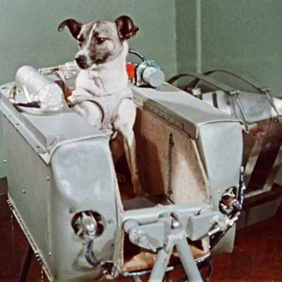 Фон собак в космосе: красивые картинки для оформления