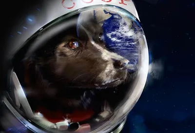 Уникальные собаки в космосе: картинки для оригинальной темы
