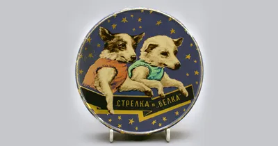 Космические собаки: фото для настоящих ценителей