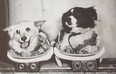 Собаки в космосе: яркие фотографии для использования в обоях