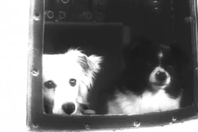 Фотографии собак в космосе: скачать в webp формате для максимального качества