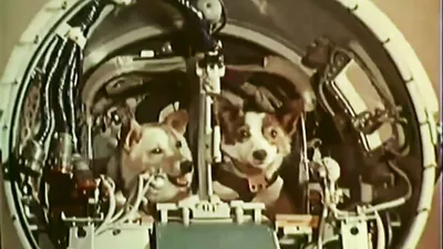 Фото собак в космосе: изображения с высоким разрешением для использования в разных целях