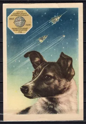 Космические собаки: фото и обои для вдохновения