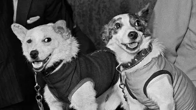 Фотографии собак в космосе: скачать бесплатно в webp