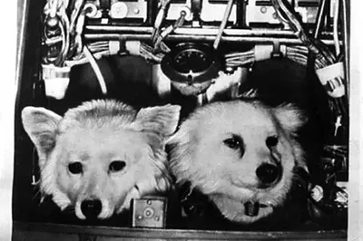 Космические собаки: фото в разных форматах для скачивания