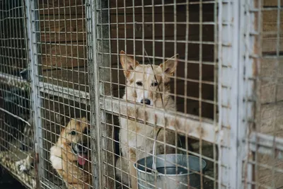 Собаки в приюте: соединитеся с ними через фотографии