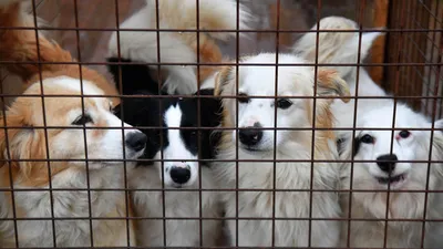 Фотографии собак в приюте: загрузите в хорошем качестве