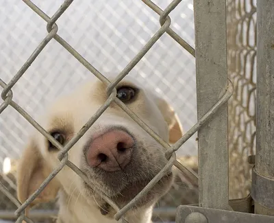 Фото собак в приюте: сохраните их истории на ваших устройствах