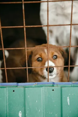 Собаки в приюте: фото, наполненные истинными эмоциями