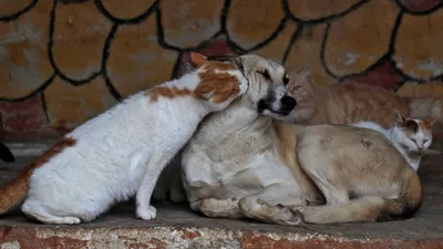 Фото собак в приюте: скачивайте и поддерживайте их причину
