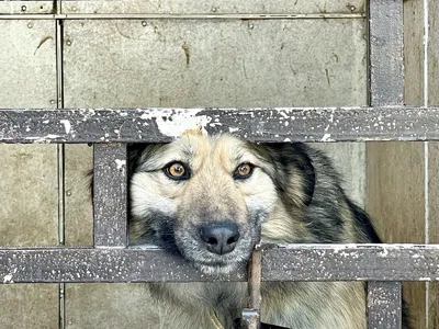 Картинки собак в приюте: преображение через объектив фотографии