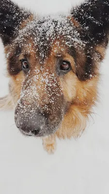 Собаки в снегу фотографии