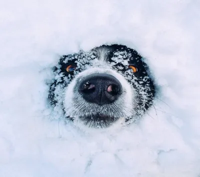Игривые снежные собаки: впечатляющие изображения в jpg