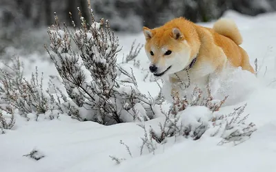Релакс в зимнем лесу с собакой: фон для вашего рабочего стола