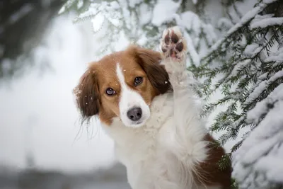 Веселье на ледяной горке с собакой: качественные картинки с питомцами