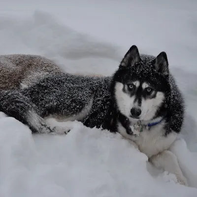 Игра снежных комочков с собакой: скачать изображения бесплатно