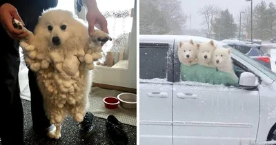 Собаки в снегу: нежные картинки для вашего телефона