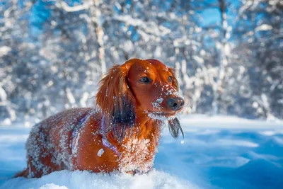 Уютная зимняя прогулка с собакой: скачать фото в формате jpg