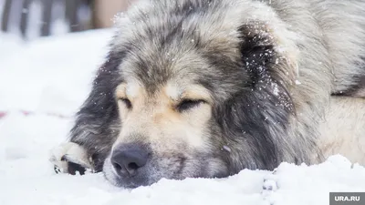 Собаки вполне себе могут наслаждаться зимой: впечатляющие фото jpg