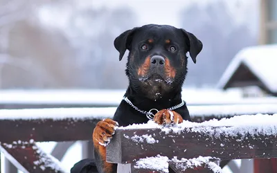 Веселая зимняя прогулка с собакой: красивые картинки для вашего сайта