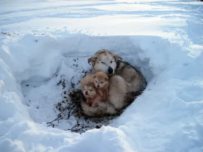 Зимний пейзаж с счастливыми собаками: фотографии в формате webp