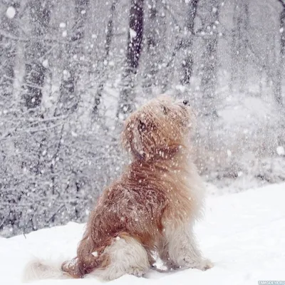 Забавные собаки в снежной прогулке: загрузить изображения png