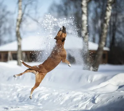 Зимняя игра с собакой на солнечной поляне: картинки для вашего телефона