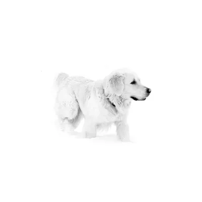 Собаки в снегу: бесплатные фото в формате jpg, png, webp