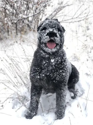 Спокойствие зимнего утра с собакой: фоновые картинки для вашего проекта
