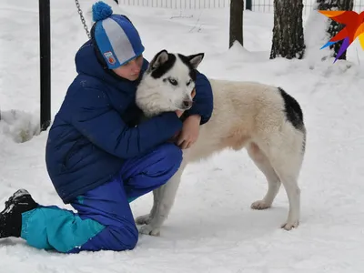 Поцелуй снежного конфетти с собакой: загрузить изображения бесплатно