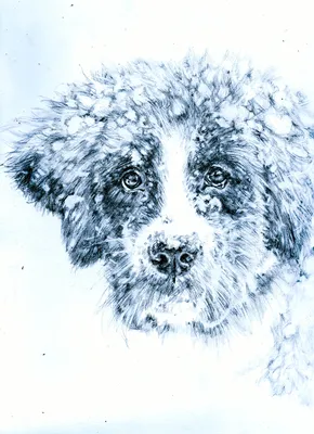 Зимний драйв с собакой: позитивные фото для вашего сайта