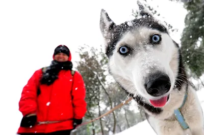 Собаки в снегу: фотографии png для оформления вашего проекта