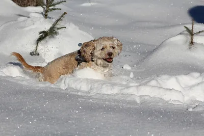 Игра с снежным комом собаки: скачать красочные фото в формате webp