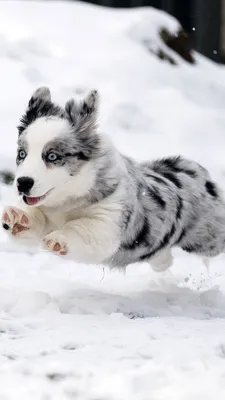 Зимний пейзаж с собакой: самые красивые фото для вас
