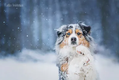 Собаки играют в снегу: настольные обои для всех любителей питомцев