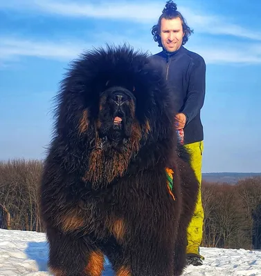 Фотографии собак великанов: Скачать бесплатно в jpg