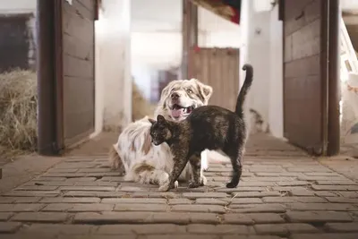 Коварные, но милые: Фотографии ловких собак знаменитостей