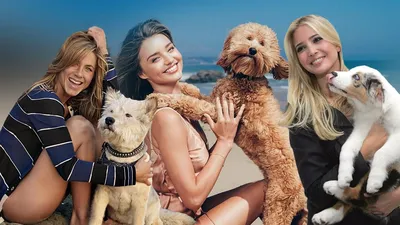 Взгляни на них: 15 поразительных фото Собак знаменитостей