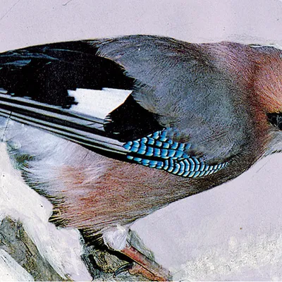 Птица с синими лапами - 68 фото