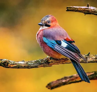 Птица в лесу с синими крыльями - 69 фото