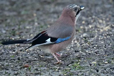 Pin by Cheryl Becker on Beautiful birds | Pet birds, Exotic birds, Blue jay