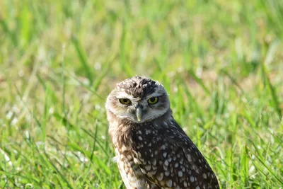 The cutest video of the season? The Little owl sleeps on the belly,  stretching out its legs - YouTube